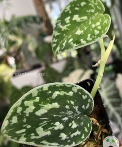 Scindapsus Tricolour Dark form (Clone 2)