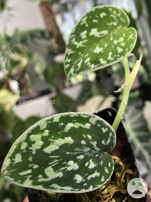Scindapsus Tricolour Dark form (Clone 2)
