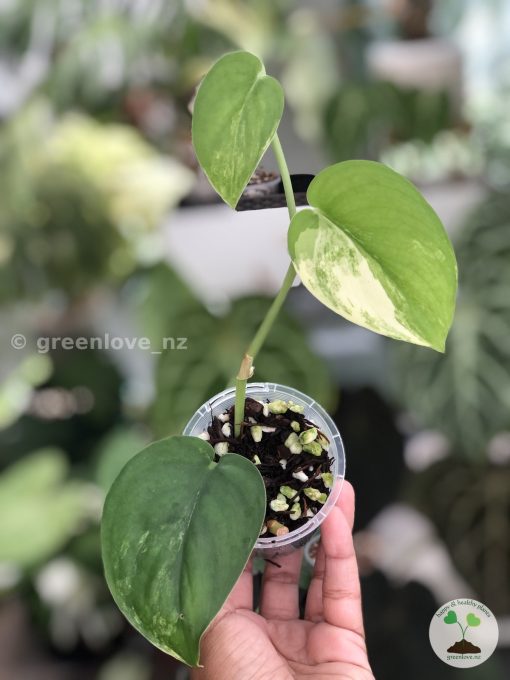 Scindapsus Jade Satin variegata