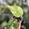 Scindapsus Jade Satin variegata