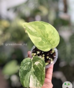 Scindapsus Jade Satin variegata