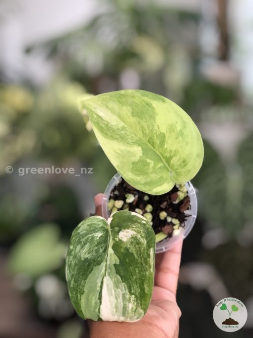 Scindapsus Jade Satin variegata