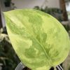 Scindapsus Jade Satin variegata