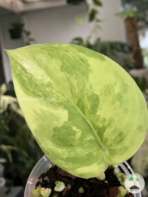 Scindapsus Jade Satin variegata
