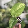 Scindapsus Jade Satin variegata