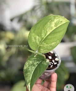 Scindapsus Jade Satin variegata