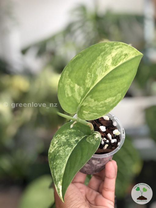 Scindapsus Jade Satin variegata