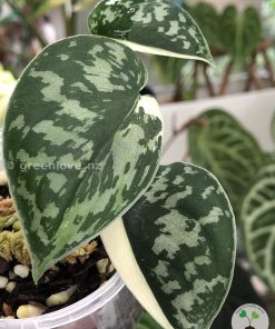 Scindapsus Mayari