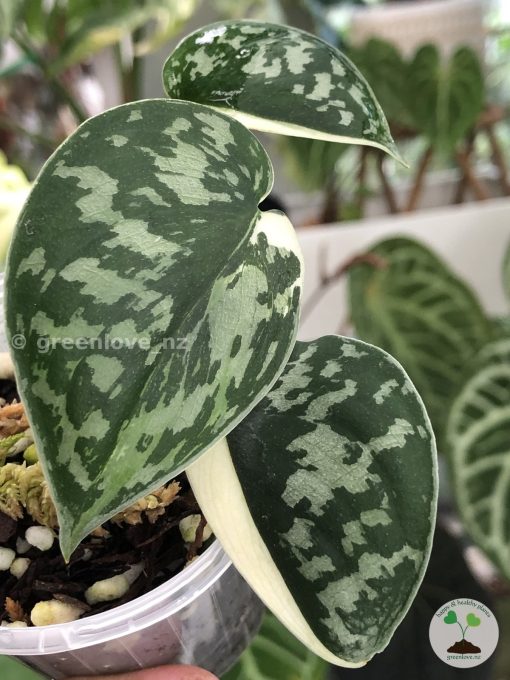 Scindapsus Mayari