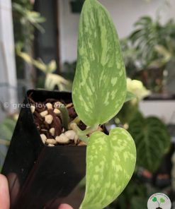 Rare Scindapsus Green Army (narrow)