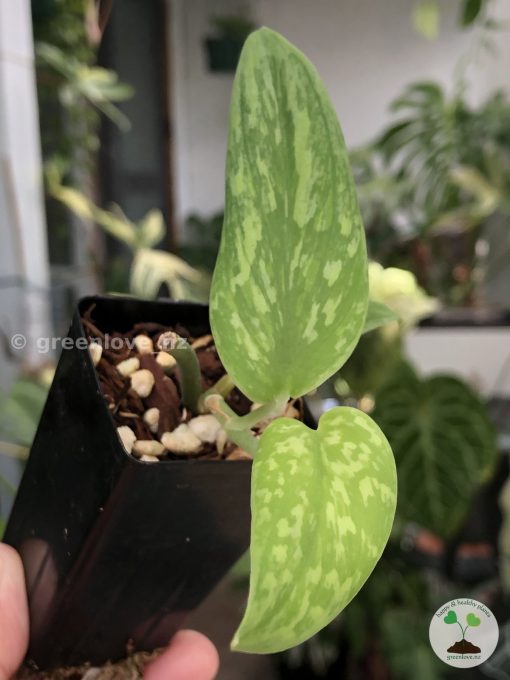 Rare Scindapsus Green Army (narrow)