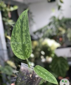Rare Scindapsus Green Army (narrow)