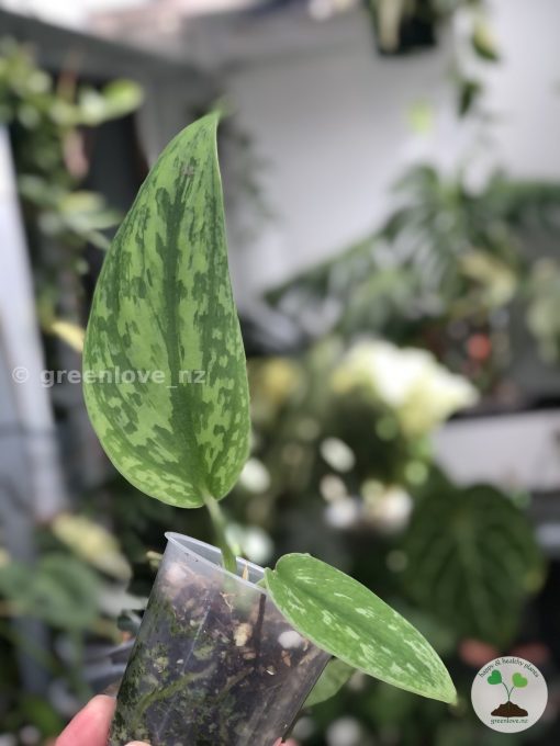 Rare Scindapsus Green Army (narrow)