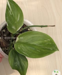 Scindapsus Moonlight Albo (Marble)