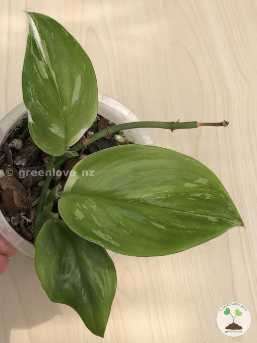 Scindapsus Moonlight Albo (Marble)