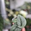 Rare Scindapsus Green Vein
