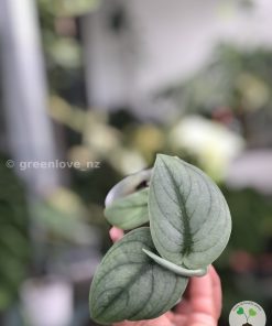 Rare Scindapsus Green Vein