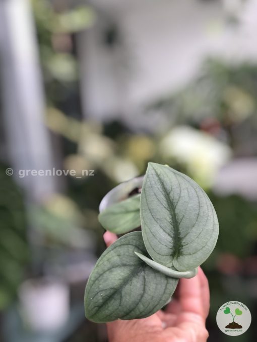 Rare Scindapsus Green Vein