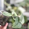 Rare Scindapsus Green Vein
