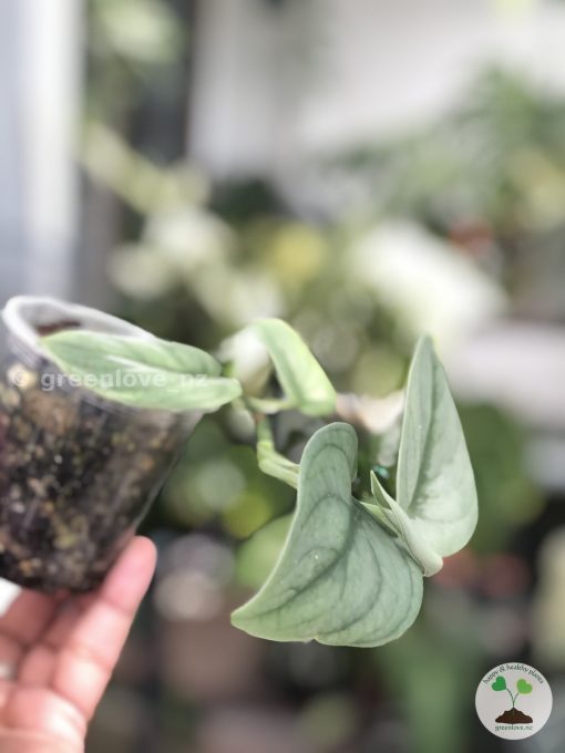 Rare Scindapsus Green Vein