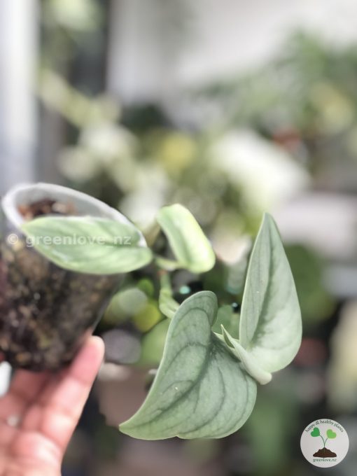 Rare Scindapsus Green Vein