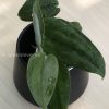 Rare Scindapsus Green Army (round)