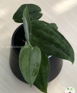 Rare Scindapsus Green Army (round)