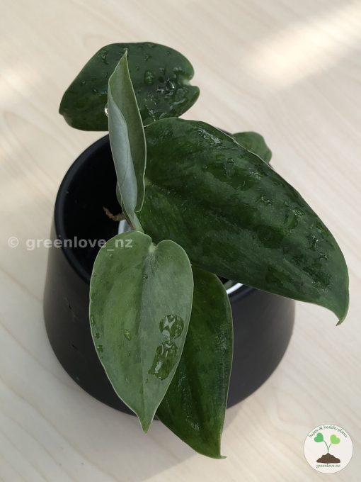 Rare Scindapsus Green Army (round)
