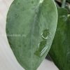 Rare Scindapsus Green Army (round)
