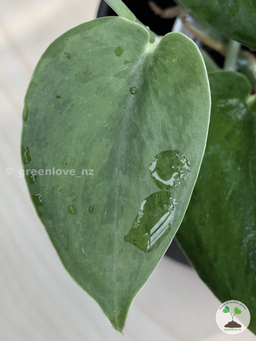 Rare Scindapsus Green Army (round)