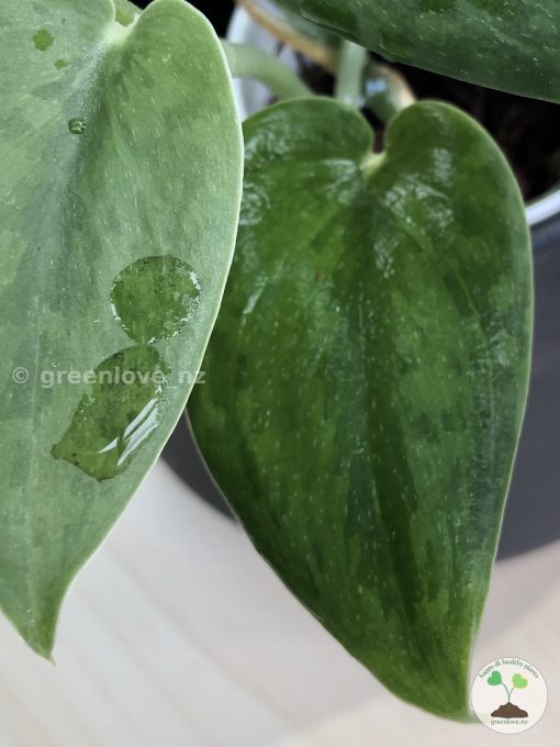 Rare Scindapsus Green Army (round)