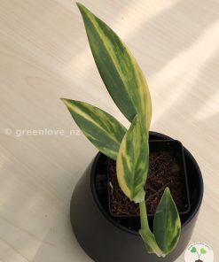 Scindapsus Coriaceus Aurea