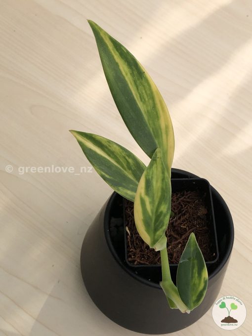 Scindapsus Coriaceus Aurea