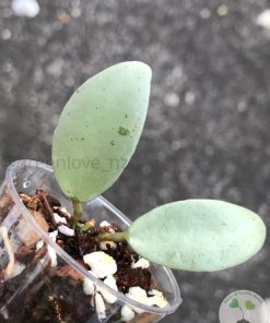 Hoya lacunosa 'Mint Coin' - rare