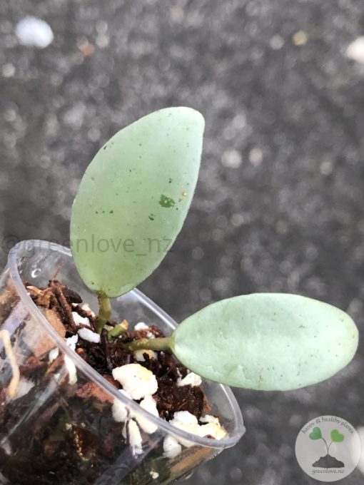 Hoya lacunosa 'Mint Coin' - rare