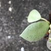 Hoya lacunosa 'Mint Coin' - rare
