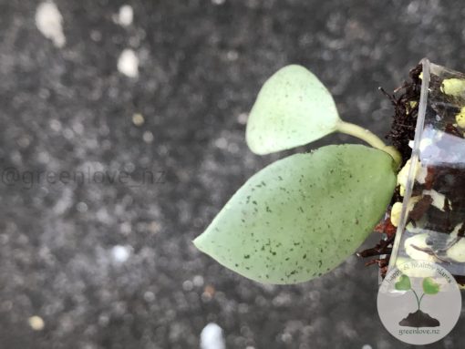 Hoya lacunosa 'Mint Coin' - rare