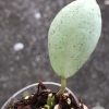 Hoya lacunosa 'Mint Coin' - rare