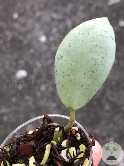 Hoya lacunosa 'Mint Coin' - rare