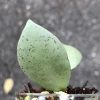 Hoya lacunosa 'Mint Coin' - rare