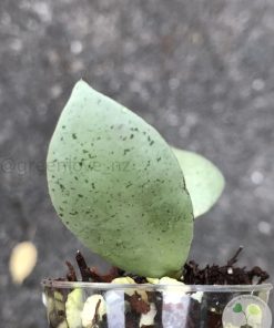 Hoya lacunosa 'Mint Coin' - rare