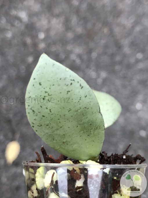 Hoya lacunosa 'Mint Coin' - rare