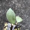 Hoya lacunosa 'Mint Coin' - rare