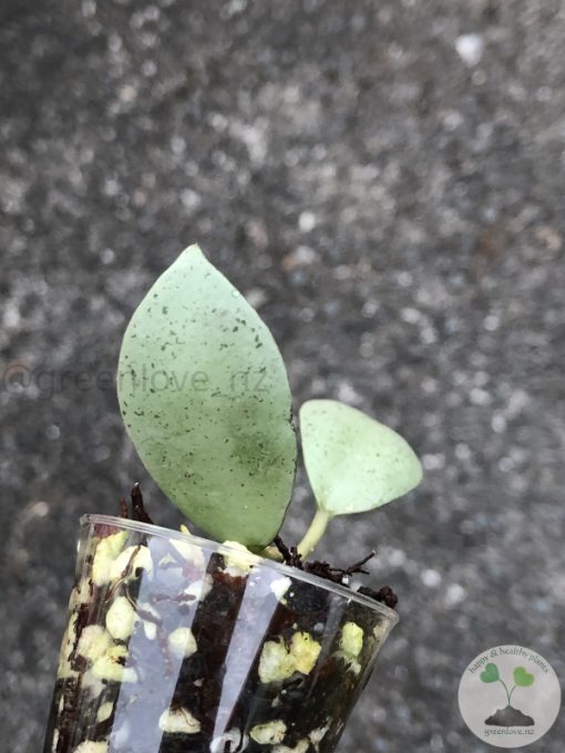 Hoya lacunosa 'Mint Coin' - rare