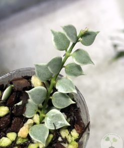 Dischidia ruscifolia variegated