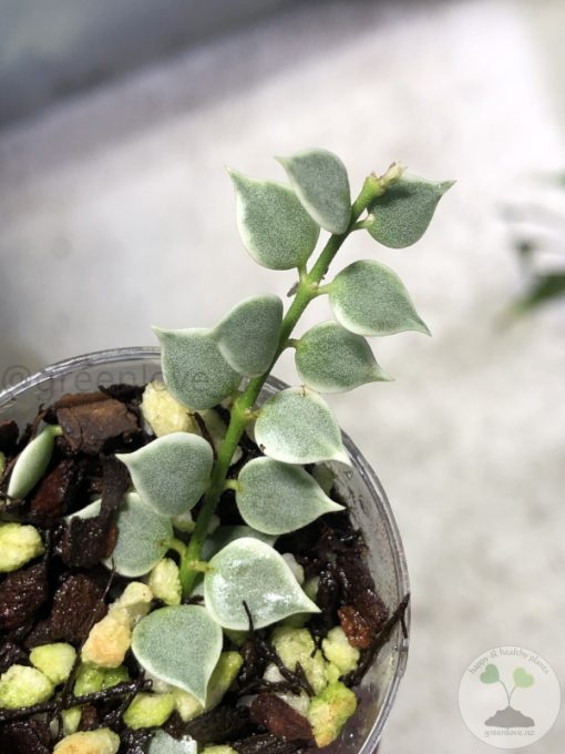 Dischidia ruscifolia variegated