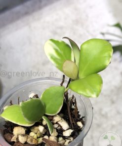 Hoya heuschkeliana albo