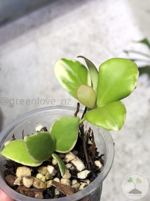 Hoya heuschkeliana albo