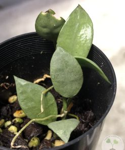 Hoya lacunosa 'Silver ABS'