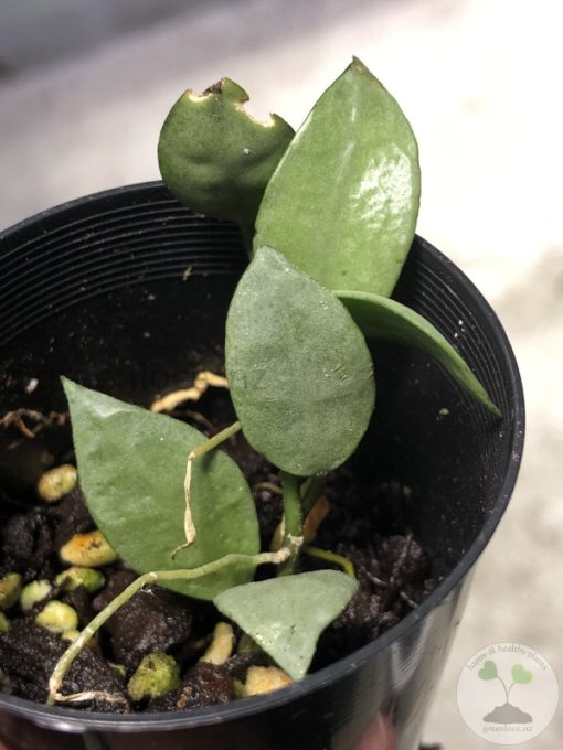 Hoya lacunosa 'Silver ABS'